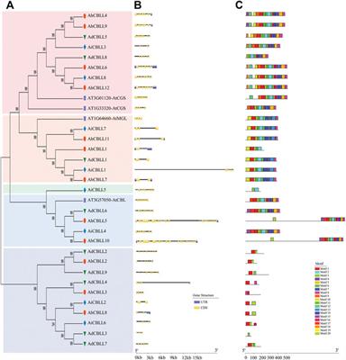 Global Survey, Expressions and Association Analysis of CBLL Genes in Peanut